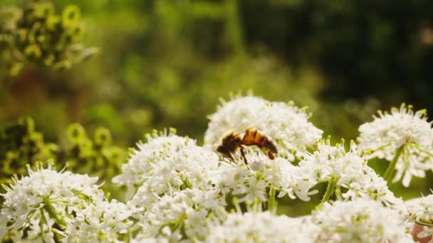 Europeiska Honungsbi Insekt Suger Nektar Från Valerianska Blommor Närbild Dag — Stockvideo