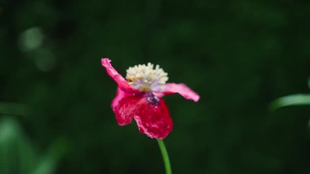 Opium Poppy Closeup Rainy Day Water Drops Falling Petals Slomo — Stock Video