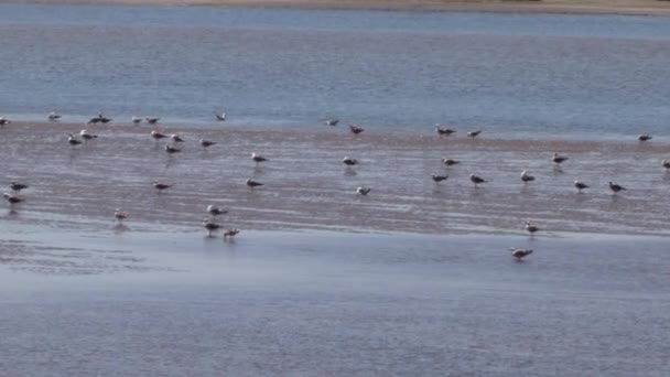 Ποταμός Αλμυρού Νερού Χαμηλή Παλίρροια Σμήνος Πτηνών Γλάροι Που Τρέφονται — Αρχείο Βίντεο