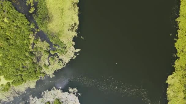 マスキーゴンのラグーンに沿って満開の藻類 — ストック動画