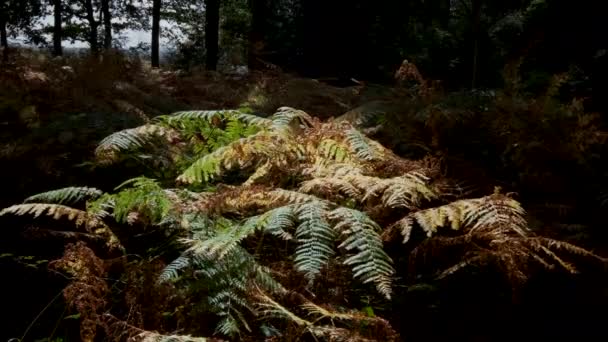 Sonbahar Renginde Bir Demet Sabah Işığı Bracken Ağustos Yağmur Yağmaması — Stok video