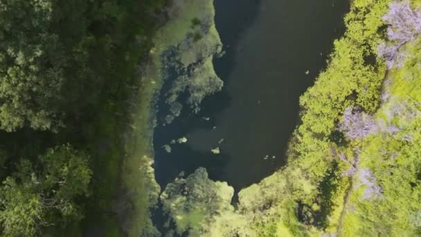 藻は鳥の目から沼のラグーンに咲く — ストック動画