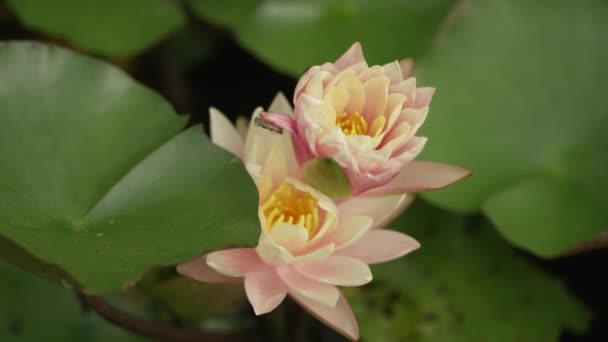 Flores Minúsculas Lago Almofada Lírio — Vídeo de Stock