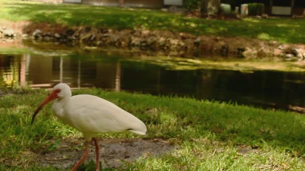 American White Ibis Also Known Eudocimus Albus Species Bird Found — Stock Video