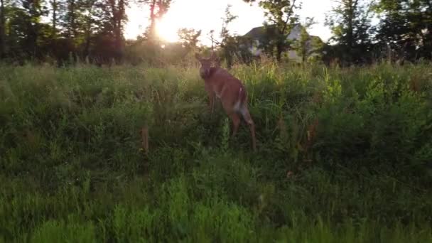 夕阳西下的田里有只小鹿 — 图库视频影像