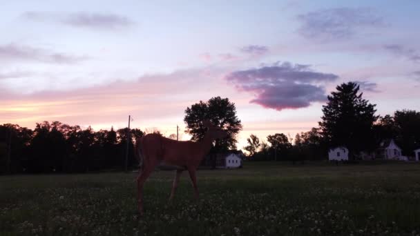 Doe Deer Field Sunset — Stock Video