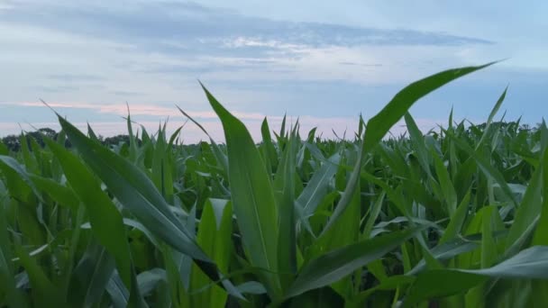 Вигляд Нахилу Кукурудзяного Поля Під Час Сходу Сонця — стокове відео