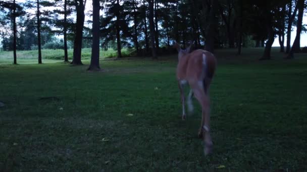 Rehe Gehen Waldgebiet Auf Weide — Stockvideo