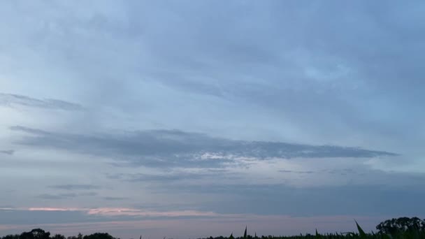 Вид Кукурузное Поле Восходом Солнца — стоковое видео