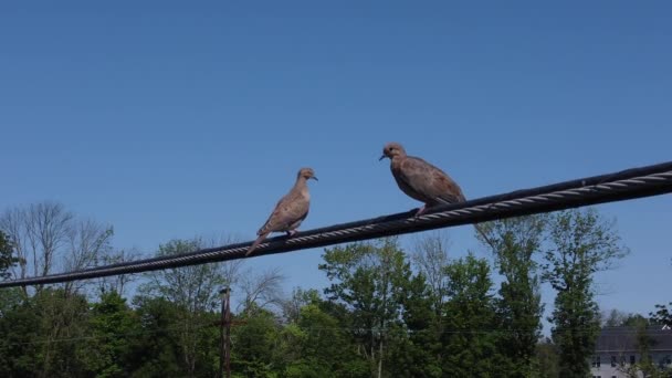 Zwei Vögel Sitzen Einem Sonnigen Tag Einer Hochspannungsleitung — Stockvideo