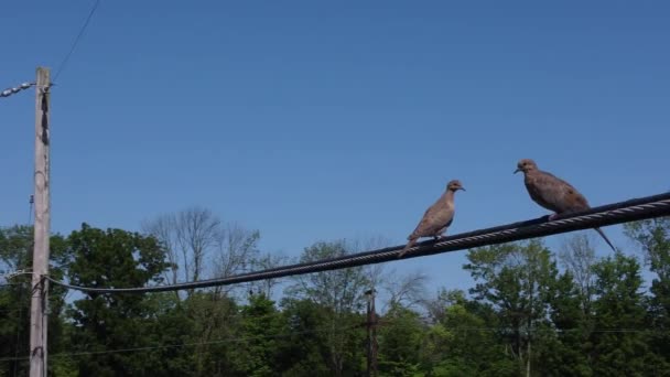 Dos Pájaros Sentados Una Línea Eléctrica Día Soleado — Vídeos de Stock