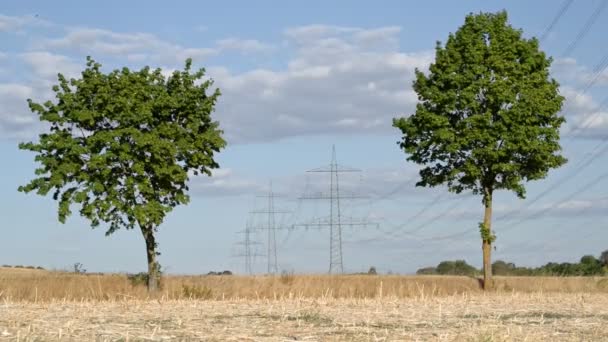 Peaceful Rural Scene Two Deciduous Trees Framing Distant Power Poles — Stock Video