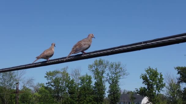 Due Uccelli Seduti Una Linea Elettrica Una Giornata Sole — Video Stock