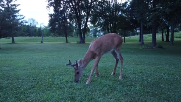 Buck Deer Wandelen Bosgebied Grazen — Stockvideo