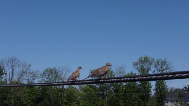 Dos Pájaros Sentados Una Línea Eléctrica Día Soleado — Vídeos de Stock