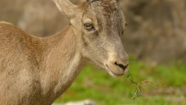Samice Alpského Kmene Ibex Žvýká Malou Rostlinu Než Upustí Jde — Stock video