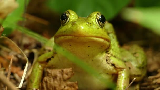 Een Close Van Een Bullfrog Ademhaling Door Stuiptrekkende Beweging Van — Stockvideo