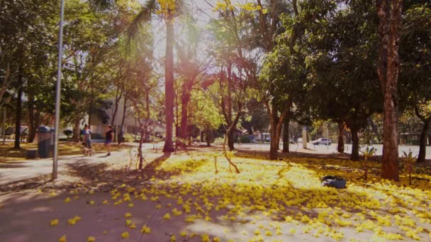 Stadsbuurt Park Tijdens Het Najaar Grond Bedekt Met Gele Bladeren — Stockvideo