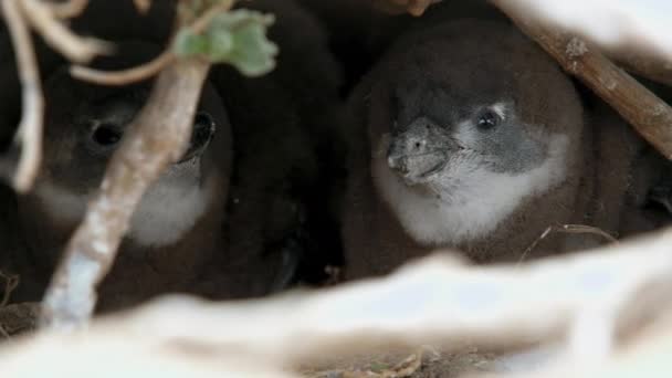 Junge Schwarzfüßige Pinguin Küken Ihrem Schützenden Bau Nahaufnahme — Stockvideo
