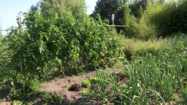 Jardín Verduras Con Varias Verduras Tomates Lechuga Ajo Cebollas Zanahorias — Vídeos de Stock