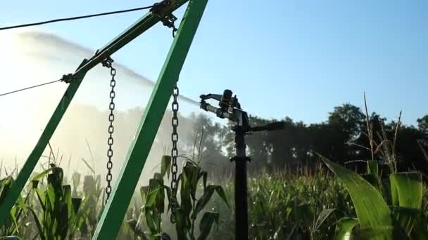 トウモロコシ畑の散水水を人体に優しい有機トウモロコシの植物に散布スローモーションで撮影 — ストック動画