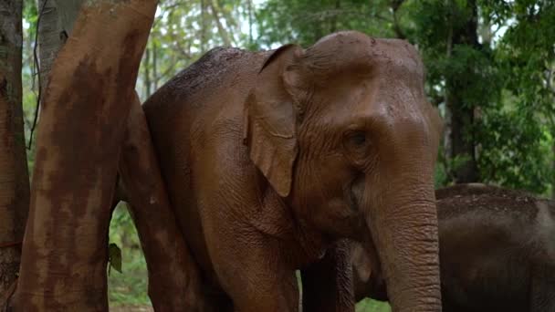 Огромный Слон Исцарапал Свое Тело Дереве Время Схода Грязи Заповеднике — стоковое видео
