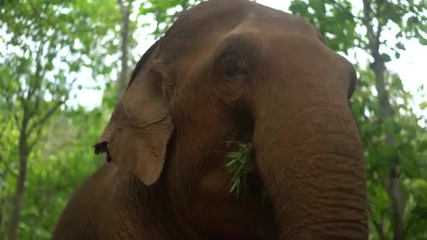 Happy Big Sanctuary Elephant Eating Leaves Running Jungle Chiang Mai — Video Stock