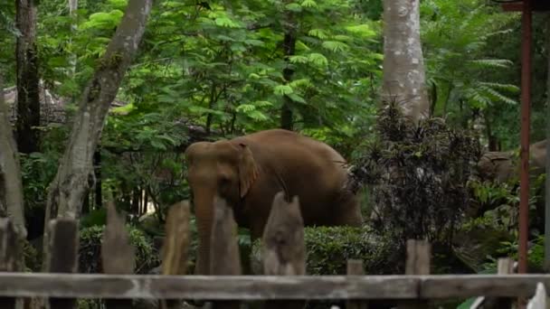 Les Grands Éléphants Marchent Pénètrent Dans Sanctuaire Animal Dans Jungle — Video