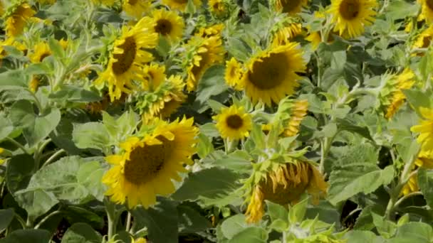 在英格兰拉特兰的一个田野里 在微风中摇曳着的向日葵的中等特写 — 图库视频影像