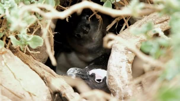 Mãe Cabo Pinguim Com Seu Pintinho Animado Toca Costa — Vídeo de Stock