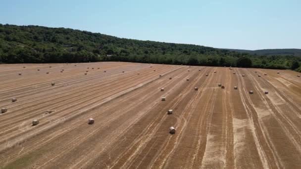 巨大的农田 到处都是圆形的干草堆 日间无人飞机撤回 — 图库视频影像