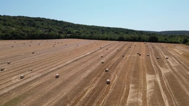 Vast Farm Land Littered Hay Bales Daylight Drone Pullback — Stock Video