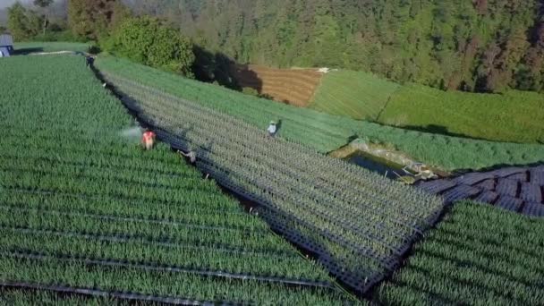 Vista Aérea Del Plaguicida Pulverización Agrícola Plantación Escalón Indonesia — Vídeos de Stock