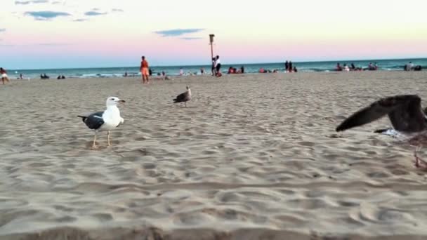 Montón Aves Marinas Luchando Para Llevar Comida Playa — Vídeo de stock
