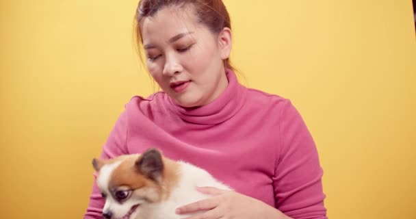 アジアの女性は明るい黄色の背景にリラクゼーションのためのChihuahuaミックスザトウクジラの犬と遊ぶ 動物の概念が好き — ストック動画