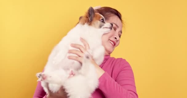 Ázsiai Gyönyörű Fiatal Show Szerelem Játék Chihuahua Mix Pomeranian Kutyák — Stock videók