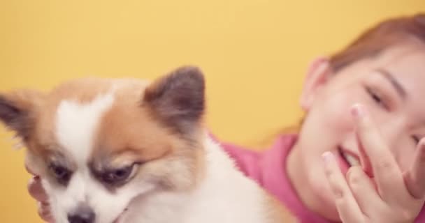 Women Love Animal Playing Chihuahua Mix Pomeranian Dogs Relaxation Bright — Stock Video