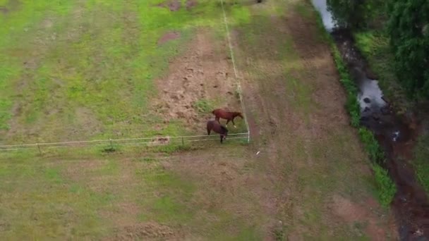 Ujęcie Drona Dwóch Brązowych Koni Stojących Rogu Padoku Widokiem Mały — Wideo stockowe