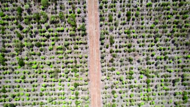 Πάνω Κάτω Drone Πλάνο Ενός Χωματόδρομου Στη Φάρμα Σανδαλόξυλων Αγροτεμάχιο — Αρχείο Βίντεο
