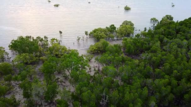Mangroven Oceaan Als Zonsondergang Zon Ondergaand Boven Oceaan Met Groene — Stockvideo