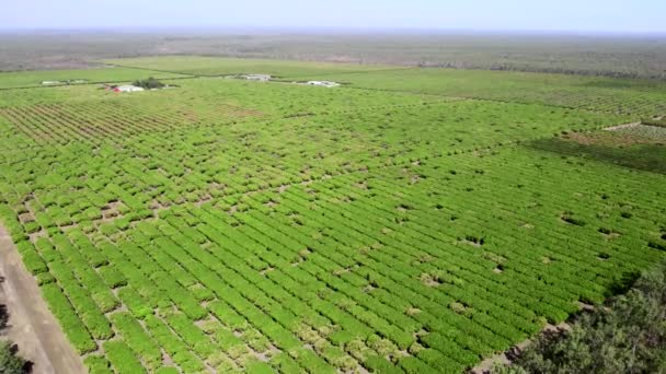Záběry Mangové Farmy Zemědělská Zemědělská Půda Venkově Austrálii — Stock video
