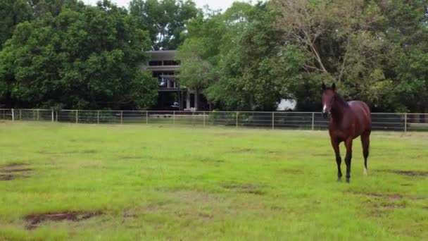 Brown Horse Pooping Paddock Running Away Equine Mammal Defecating Trotting — Stock Video