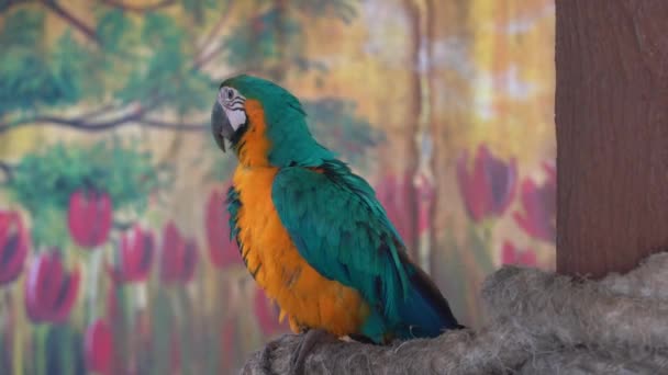 蓝色和黄色的小金刚鹦鹉 有明亮而充满活力的羽毛 栖息在树枝上 填充着脸颊上的羽毛 用爪子挠着头 是野生动物保护区 — 图库视频影像