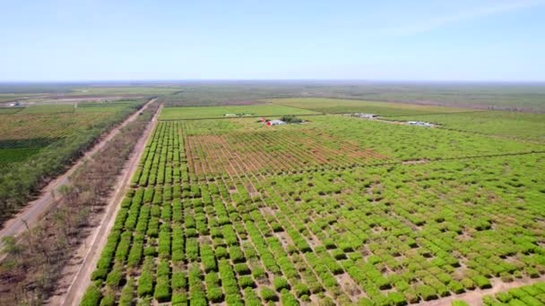 Drone Shot Large Mango Farm Next Rural Highway Outback Australia — Stock Video