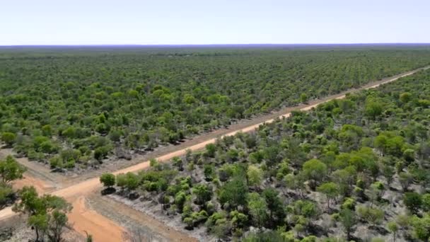 Drone Stapels Van Een Onverharde Weg Sandelhoutboerderij Outback Rijen Van — Stockvideo