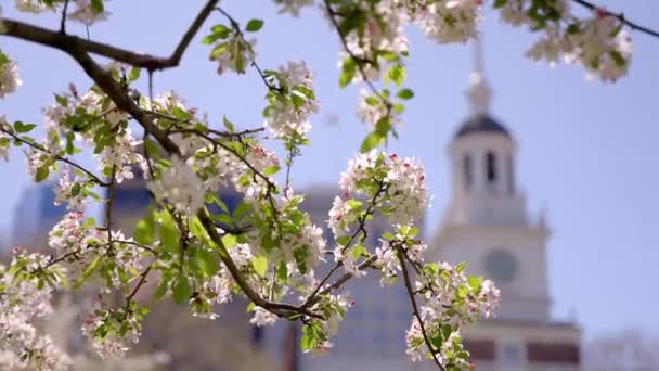 バックグラウンドで独立ホールを垣間見る桜の花の閉鎖 — ストック動画