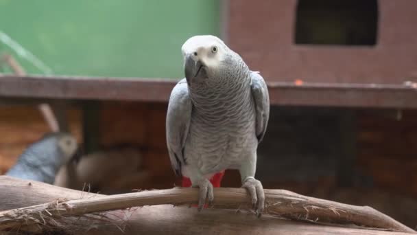 Vahşi Yaşam Kongo Bakan Afrika Gri Papağanı Psittacus Erithacus Tahta — Stok video