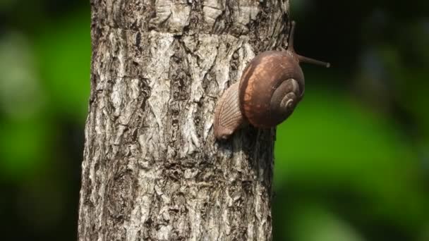 Caracol Caminando Rama Árbol — Vídeo de stock