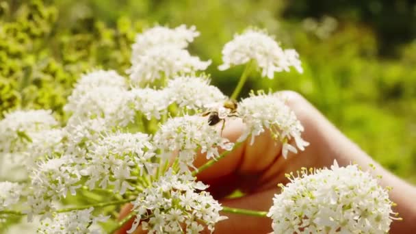 Zbliżenie Pszczoły Miodnej Szukającej Nektaru Nad Waleriańskim Kwiatem Trzymanym Ręcznie — Wideo stockowe