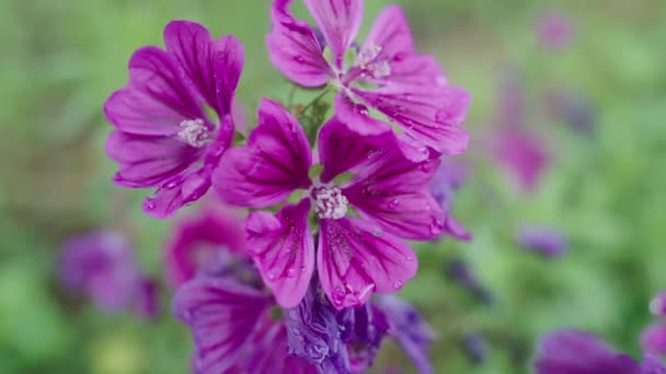 Malva Alcea Rózsaszín Virág Közelkép Nedves Eső Cseppek Kertben Kézben — Stock videók